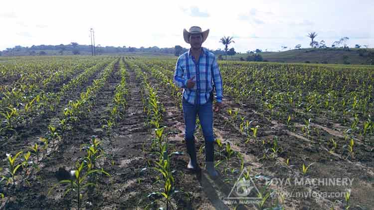 4 rows corn planter in Colombia
